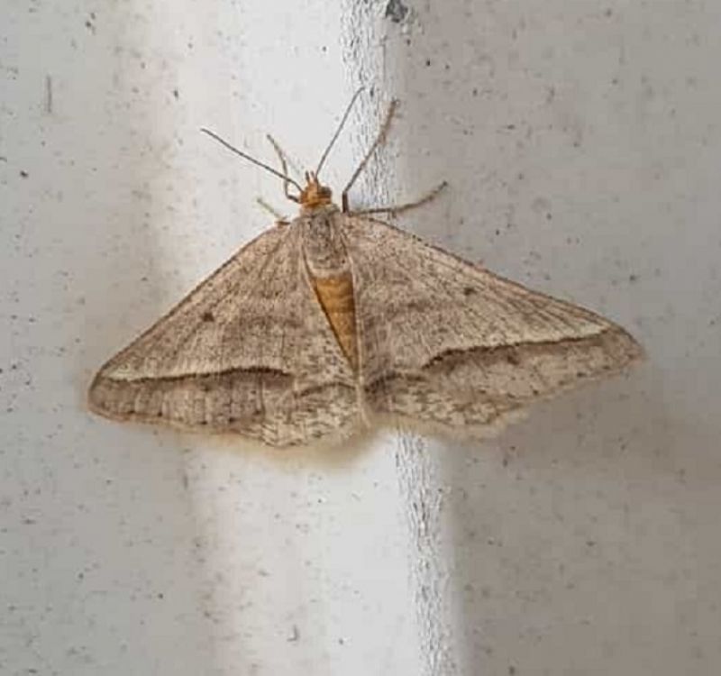 Isturgia arenacearia  - Geometridae