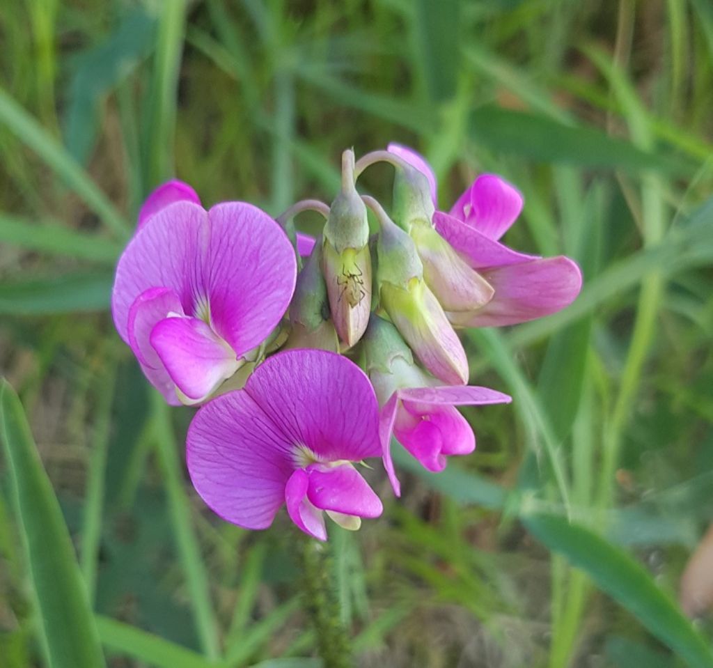 Lathyrus sp.