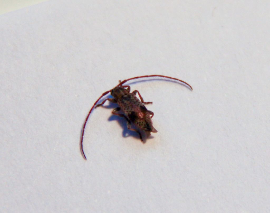 Piccoli Cerambycidae: Exocentrus punctipennis