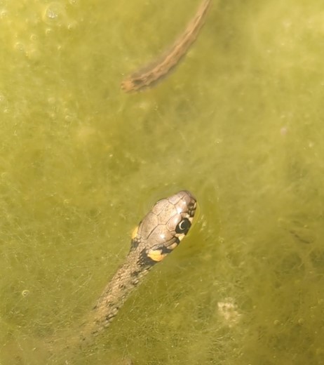 Serpente acquatico a Krk (Croazia)