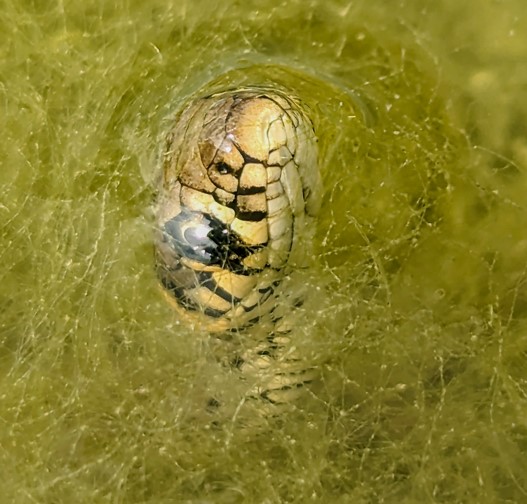 Serpente acquatico a Krk (Croazia)