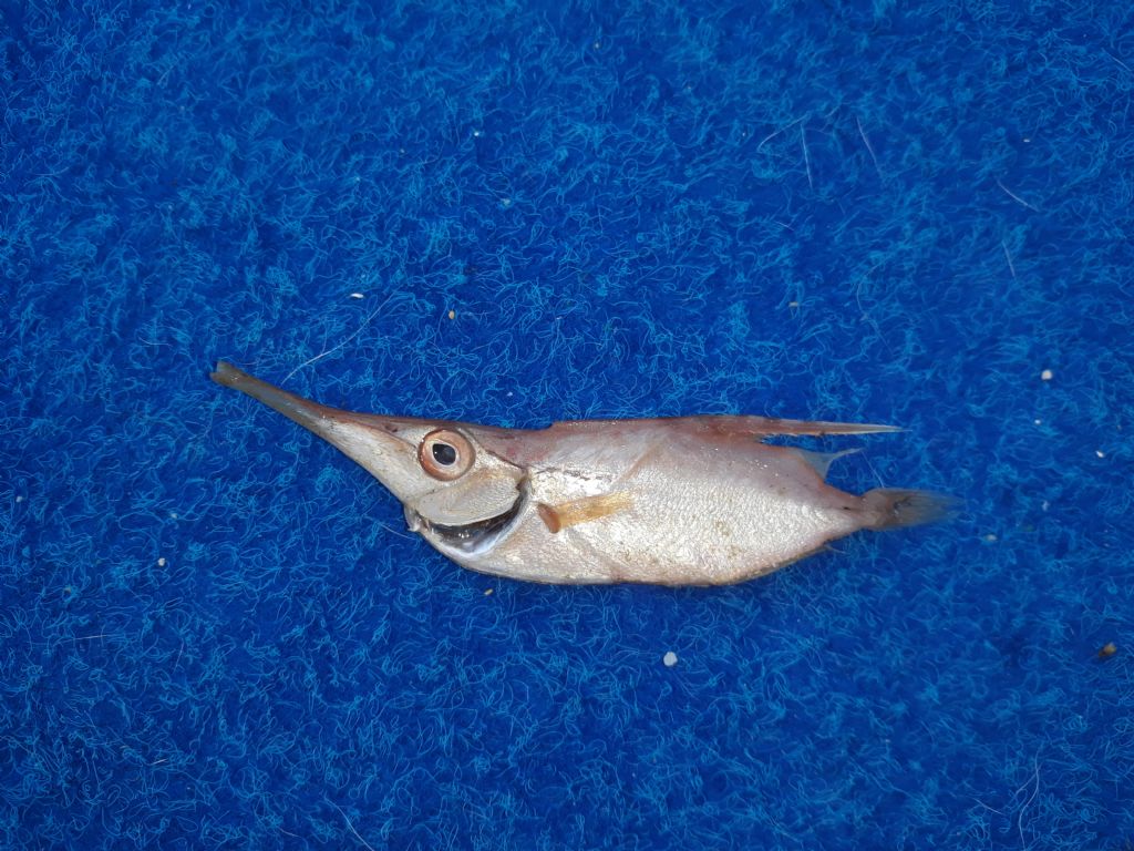 Pesce trombetta (trovato tra le esche comprate) da Gaeta