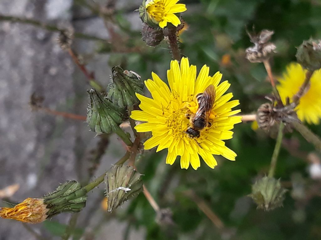 Aiuto identificazione: Halictus sp. (Apidae Halictinae)