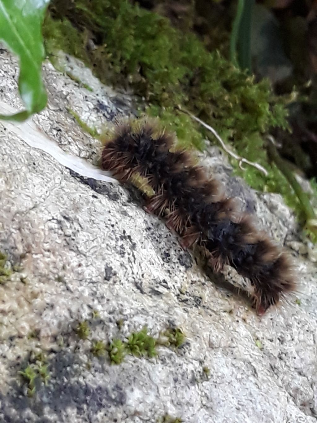 Identificazione bruco peloso: Erebidae Arctiinae