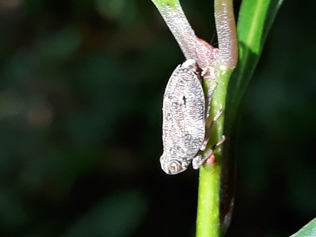 Fulgoromorpha Issidae: Issus coleoptratus (cfr.)