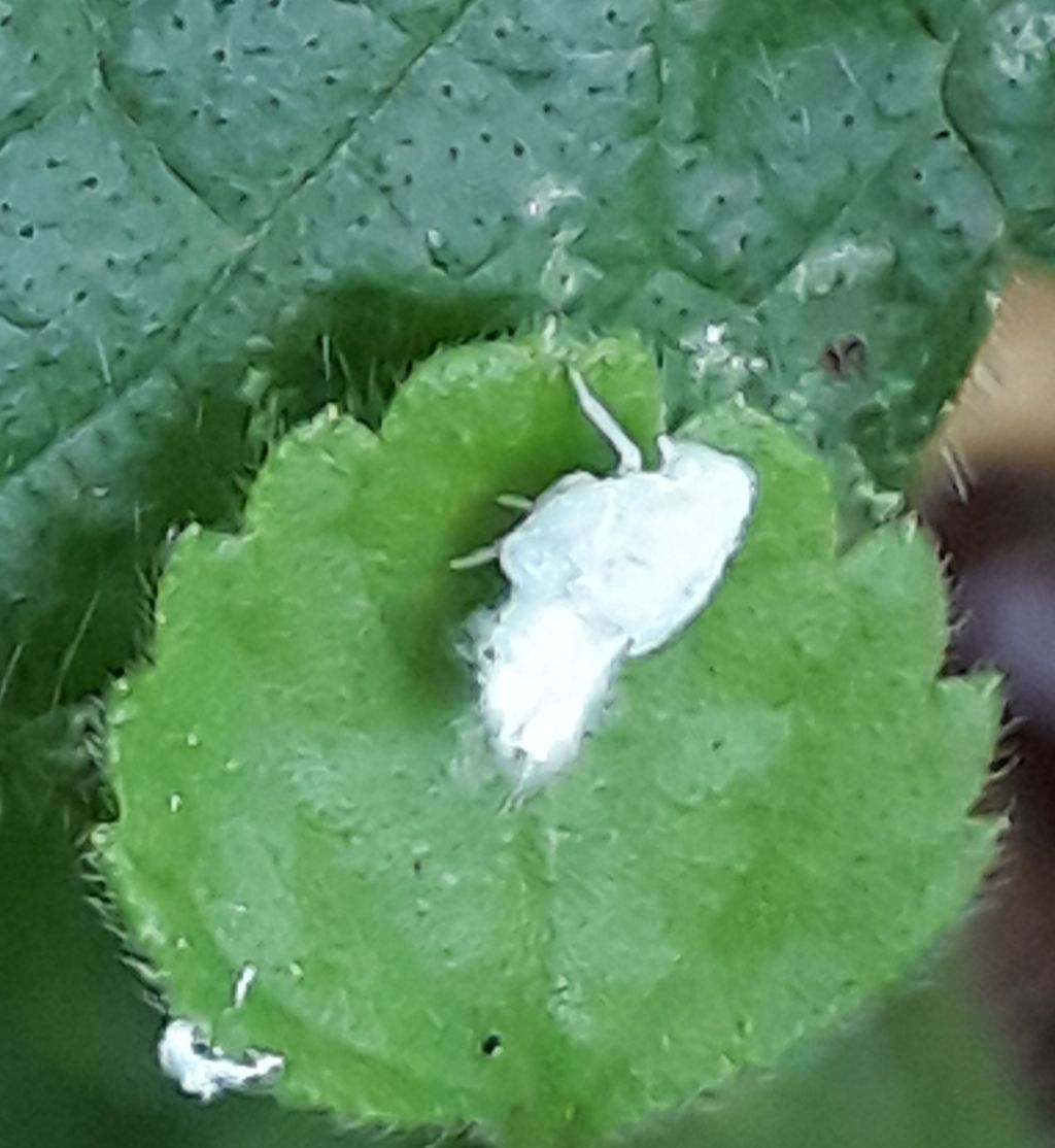 Fulgoromorpha Flatidae: forse ninfa di Metcalfa pruinosa