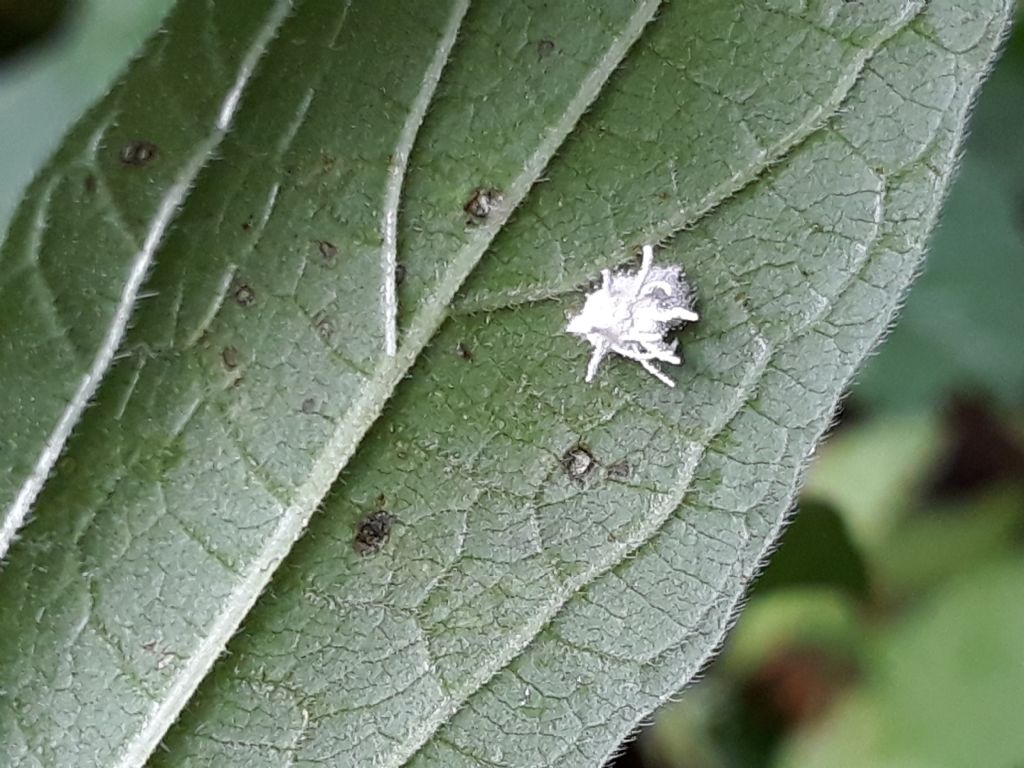 Fulgoromorpha Flatidae: forse esuvia di Metcalfa sp.