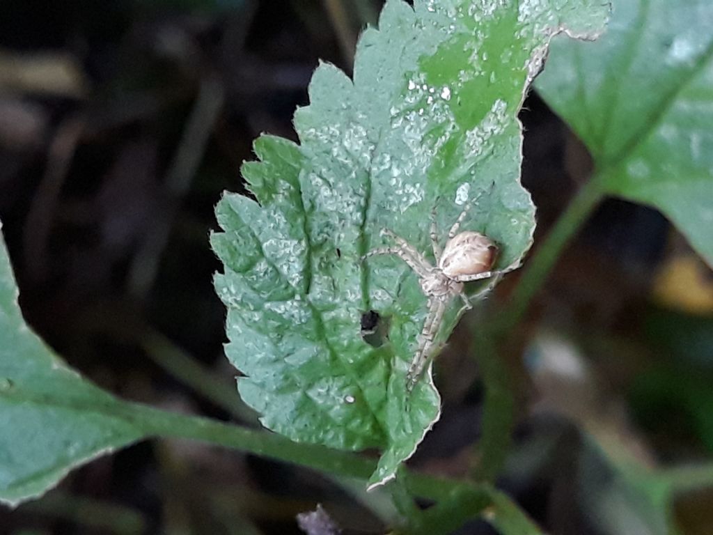 Philodromus sp. - Teano (CE)