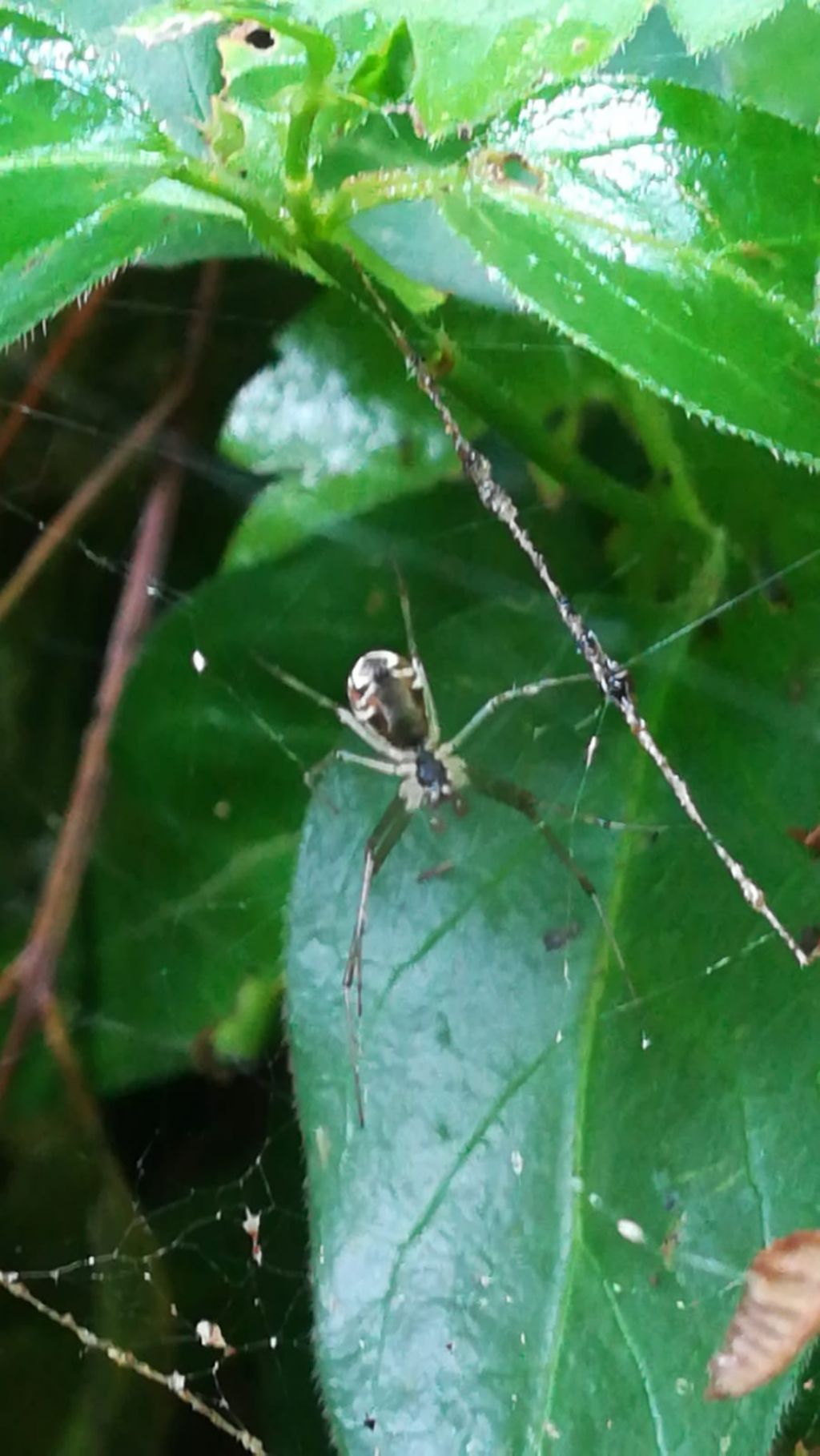 Frontinellina frutetorum - Teano (CE)