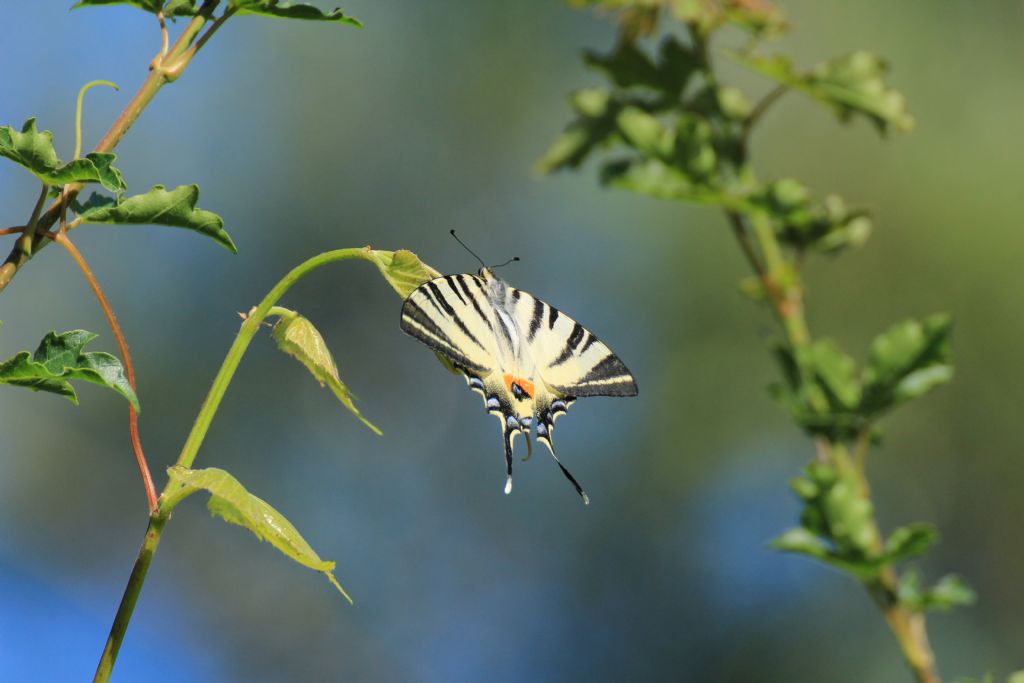 Che tipo di farfalla? Iphiclides podalirius