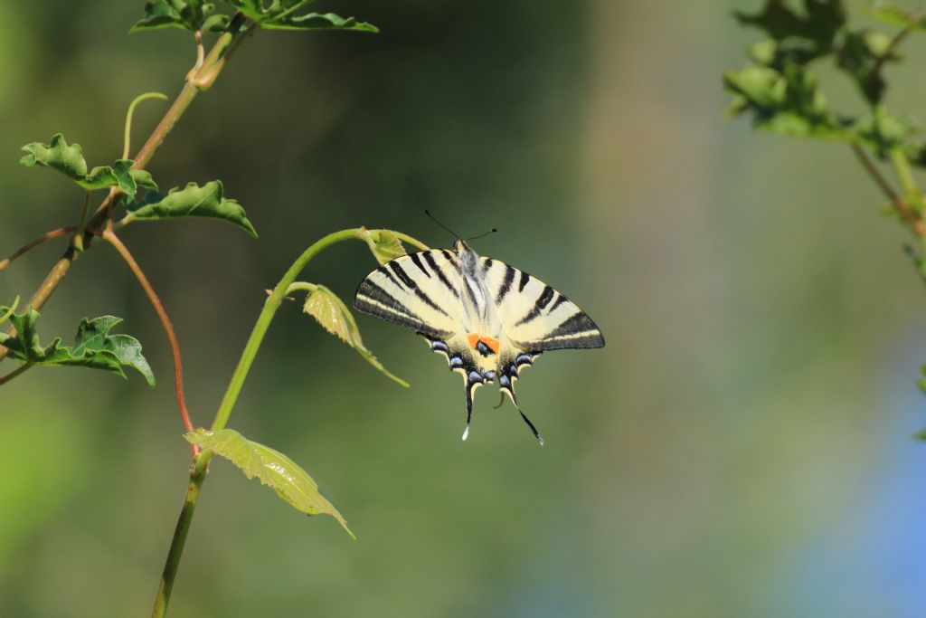 Che tipo di farfalla? Iphiclides podalirius