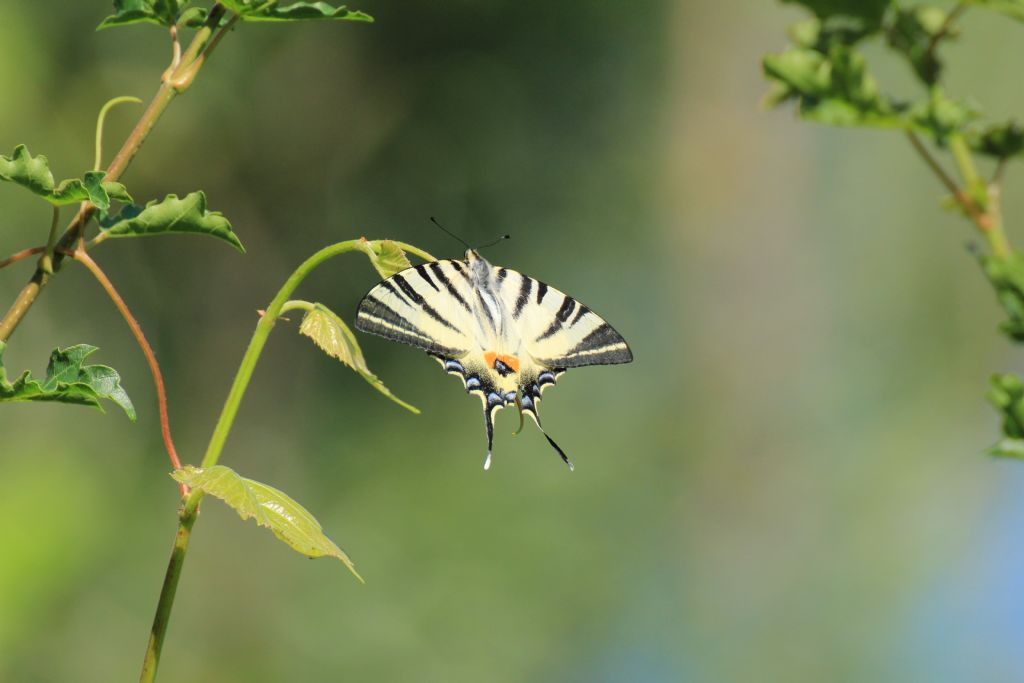 Che tipo di farfalla? Iphiclides podalirius