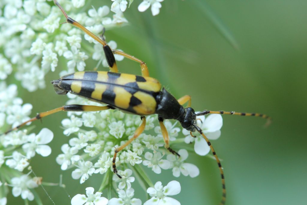 Che insetto ??? - Rutpela maculata ssp. maculata