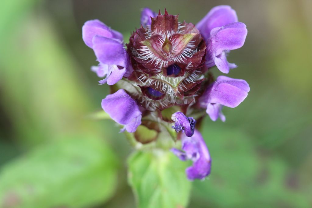 Prunella sp.