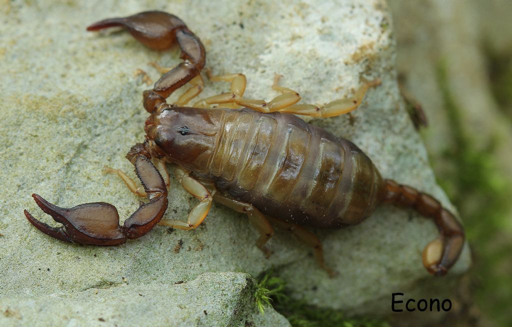 Euscorpius tergestinus