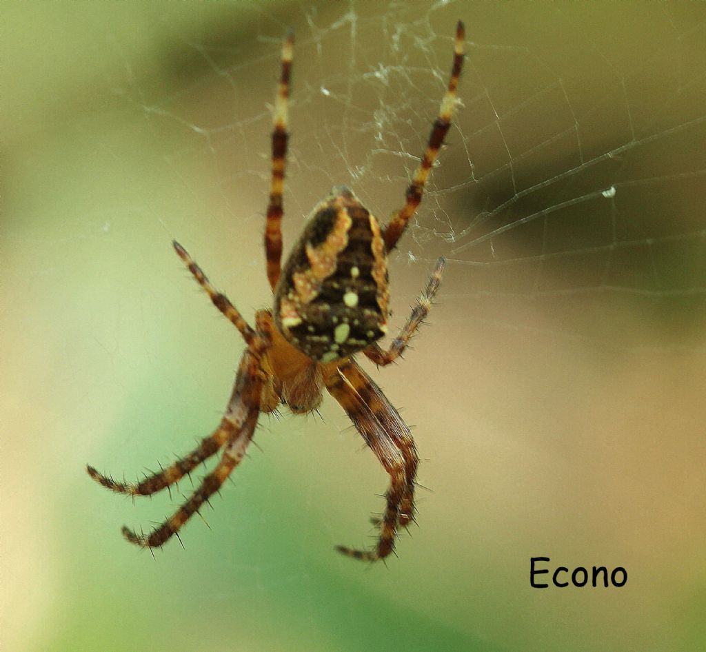 Araneus diadematus