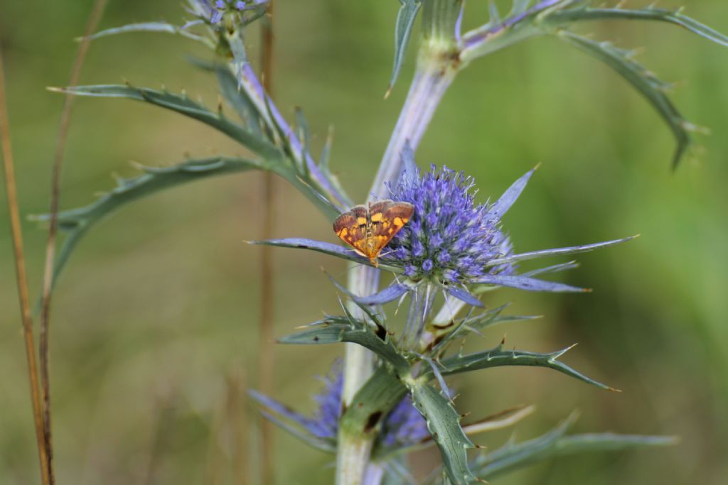 Chi ? - Pyrausta aurata