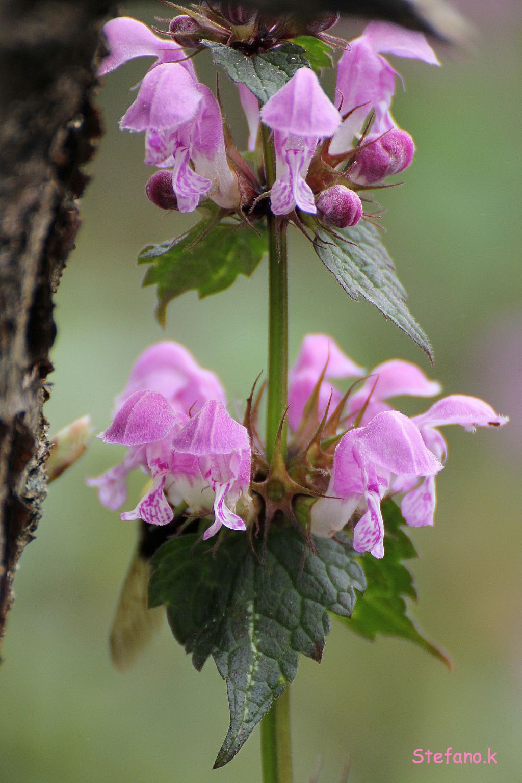 Lamium maculatum