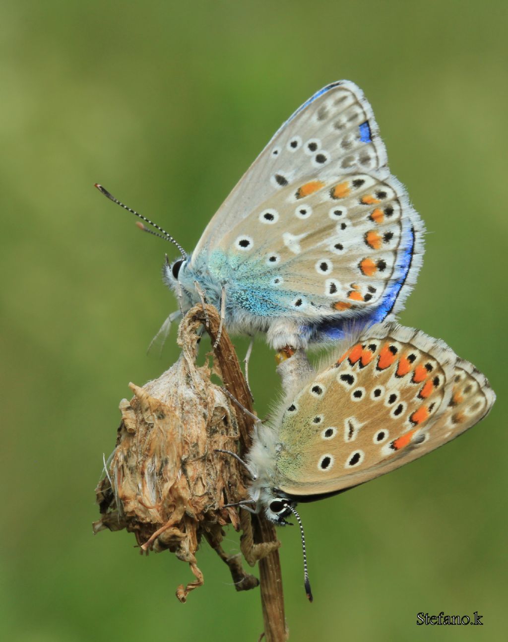 Farfalle in amore!!! Polyommatus (Lysandra) bellargus, Lycaenidae