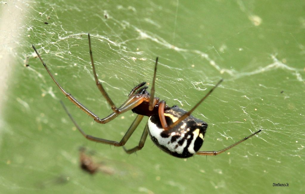 Frontinellina frutetorum ?  S  !  - Padriciano (TS)