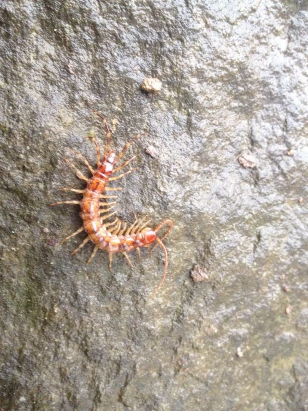 Scolopendra? No. Eupolybothrus forficatus