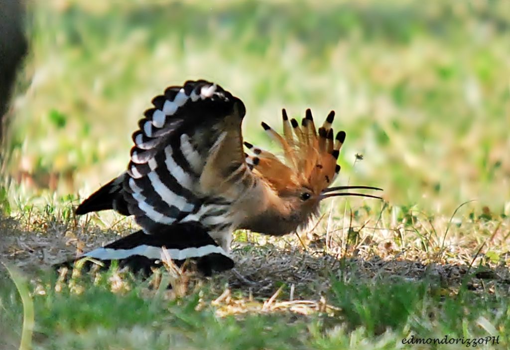 Upupa in stretching