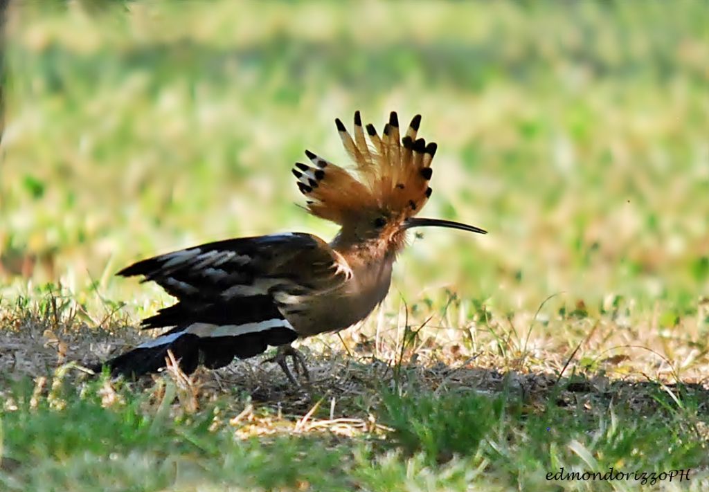 Upupa in stretching