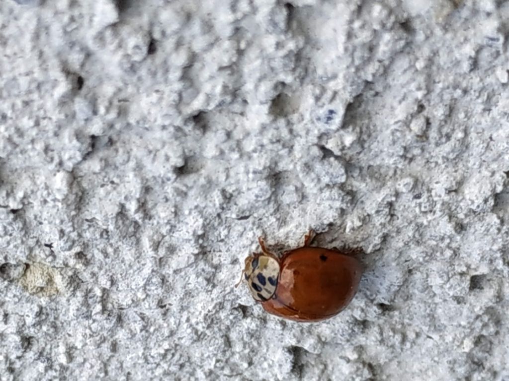 Coccinellidae: Harmonia axyridis