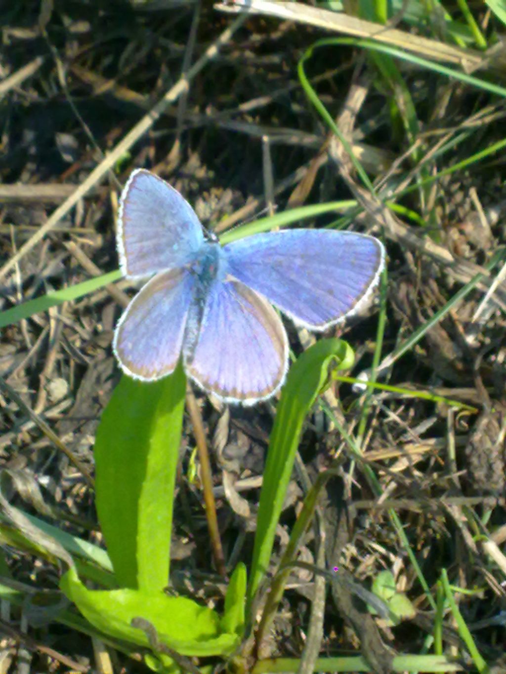 Richiesta ID: Polyammatus icarus?