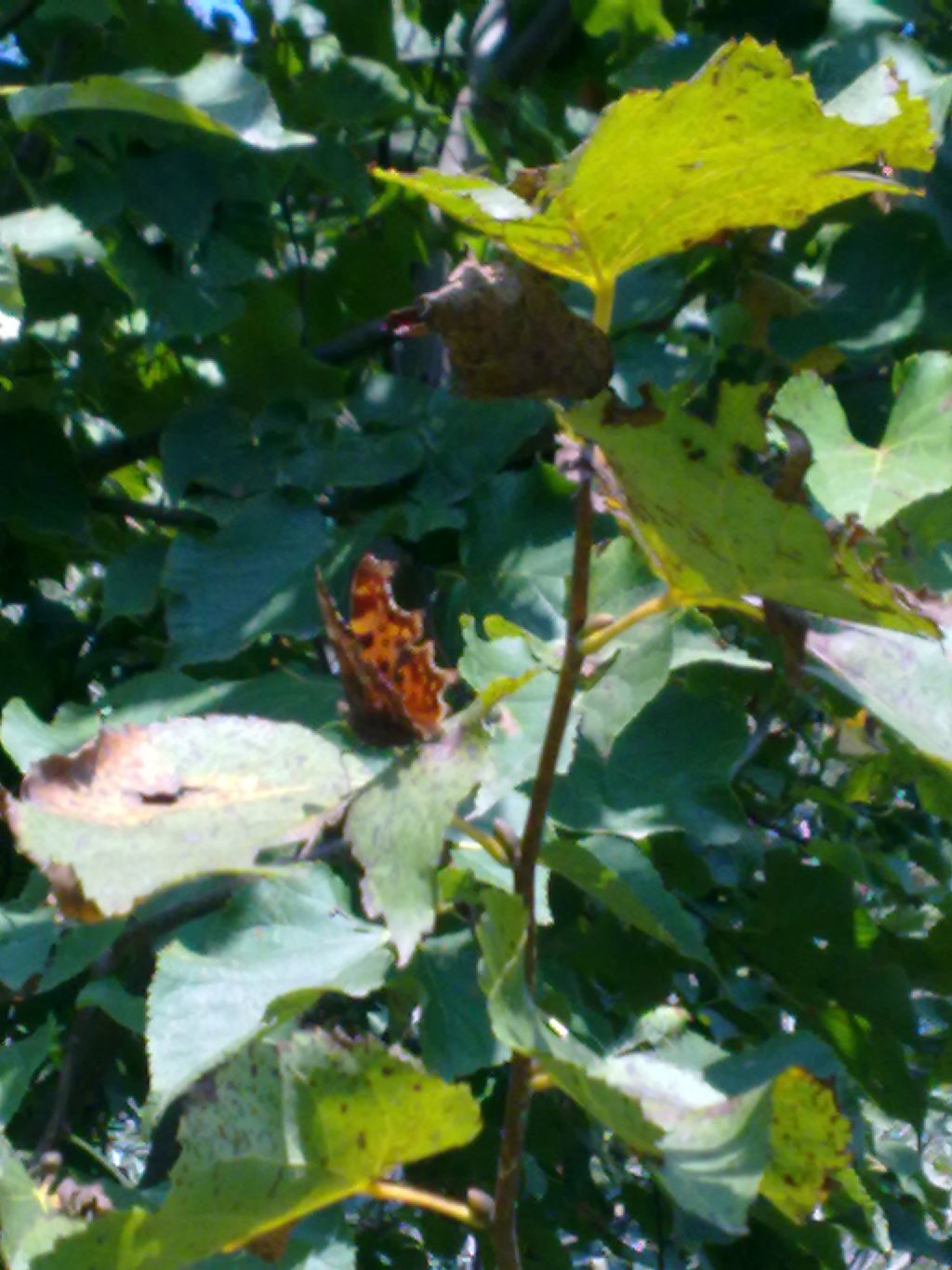 Richiesta ID: Polygonia c-album?