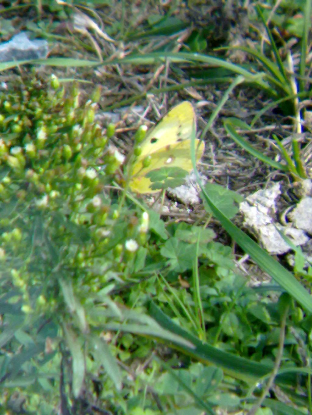 Richiesta ID: Colias crocea?