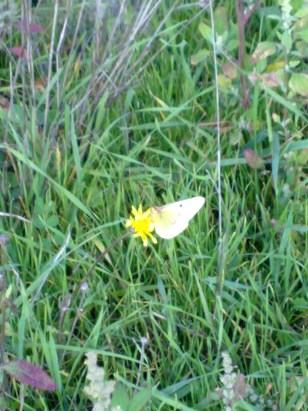 Richiesta ID: Colias crocea?