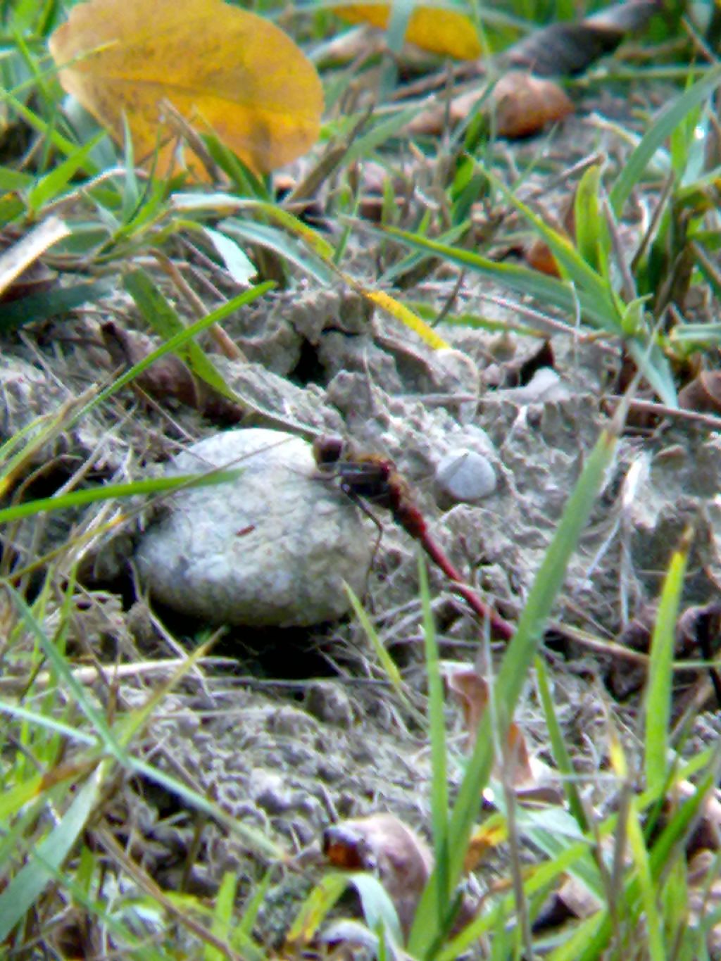 Richiesta ID: Sympetrum meridionale?