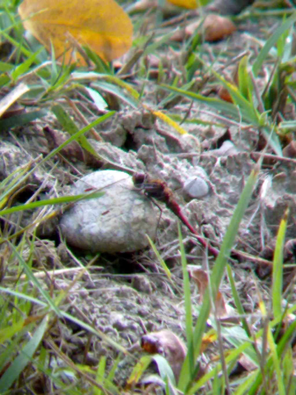 Richiesta ID: Sympetrum meridionale?