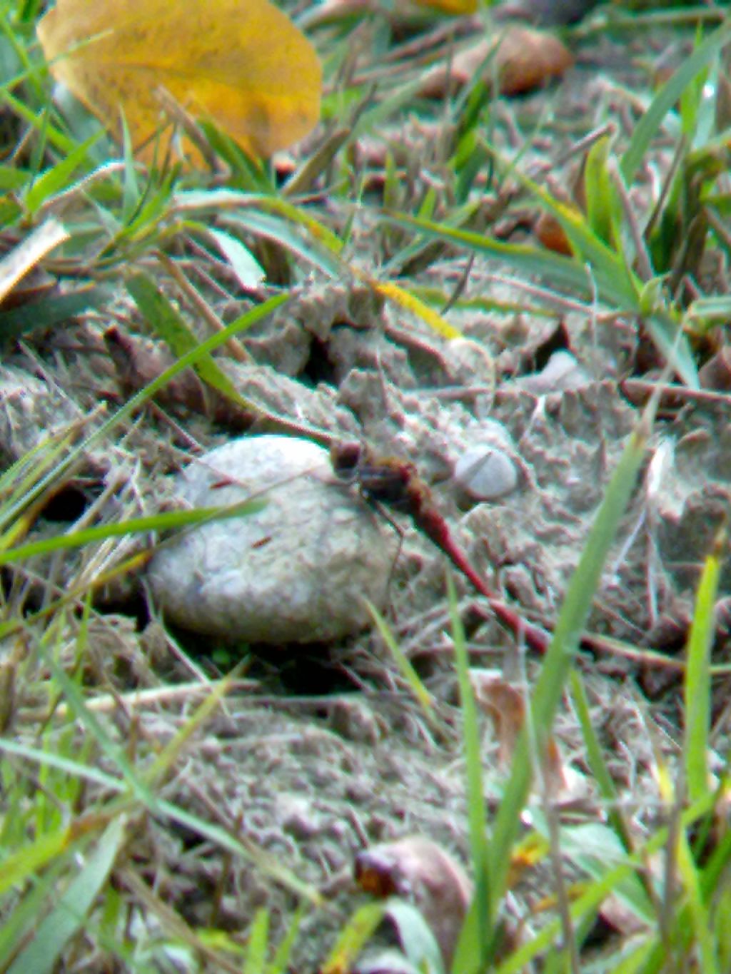 Richiesta ID: Sympetrum meridionale?