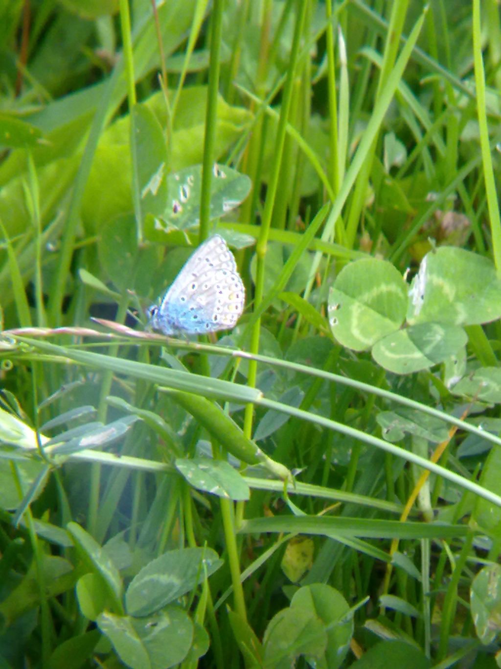 Richiesta ID farfalle torinesi