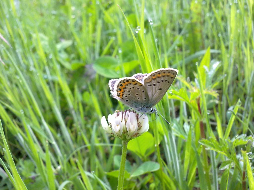 Richiesta ID farfalle torinesi