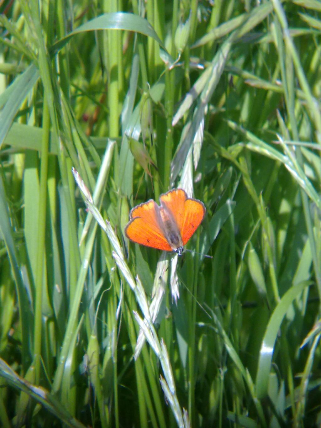 Lycaena dispar nel torinese