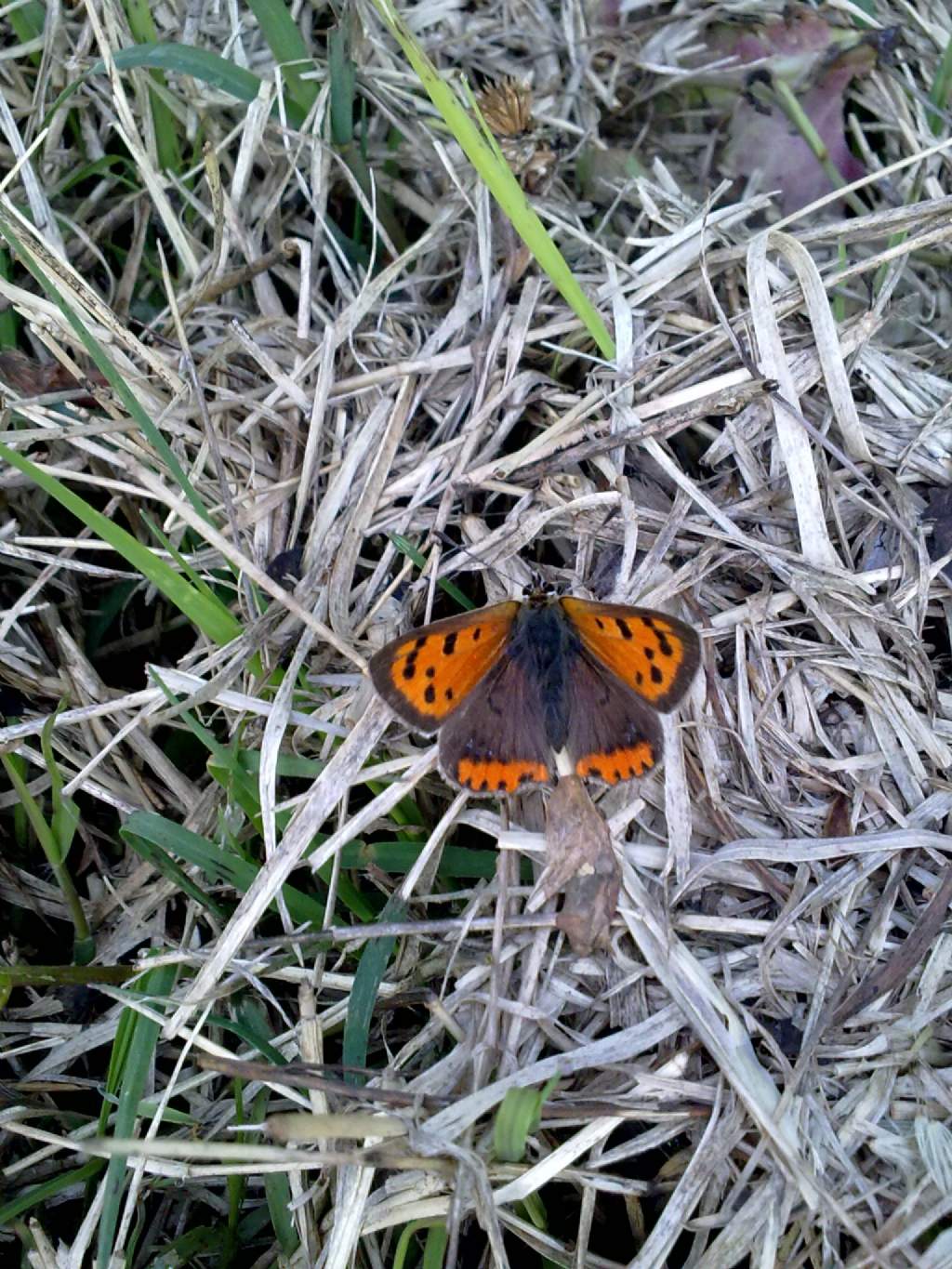 Lycaena phlaeas a Carmagnola (TO)