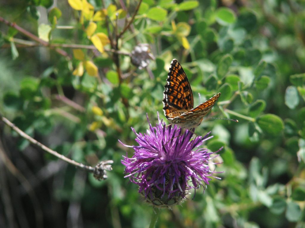 Melitaea da determinare