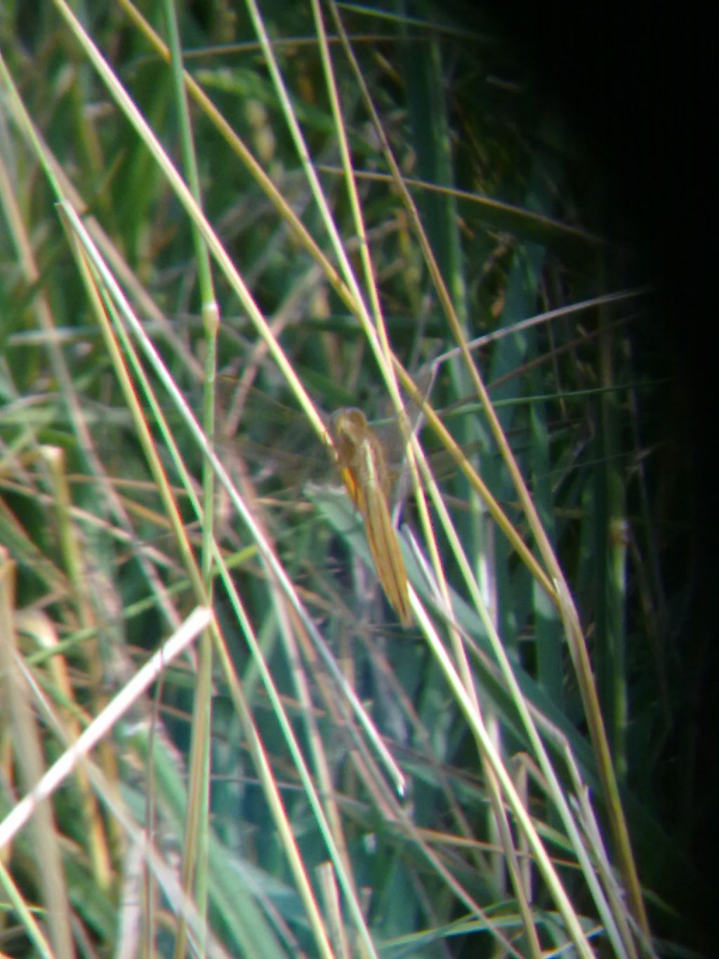 Conferma ID: Crocothemis erythraea?