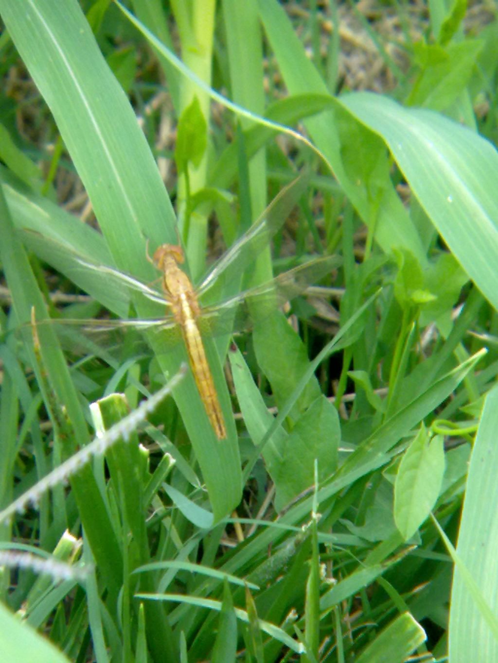 Conferma ID: Crocothemis erythraea?