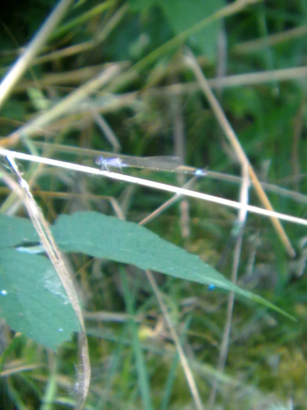 Libelule a San Albano Stura (CN) con richieste di ID