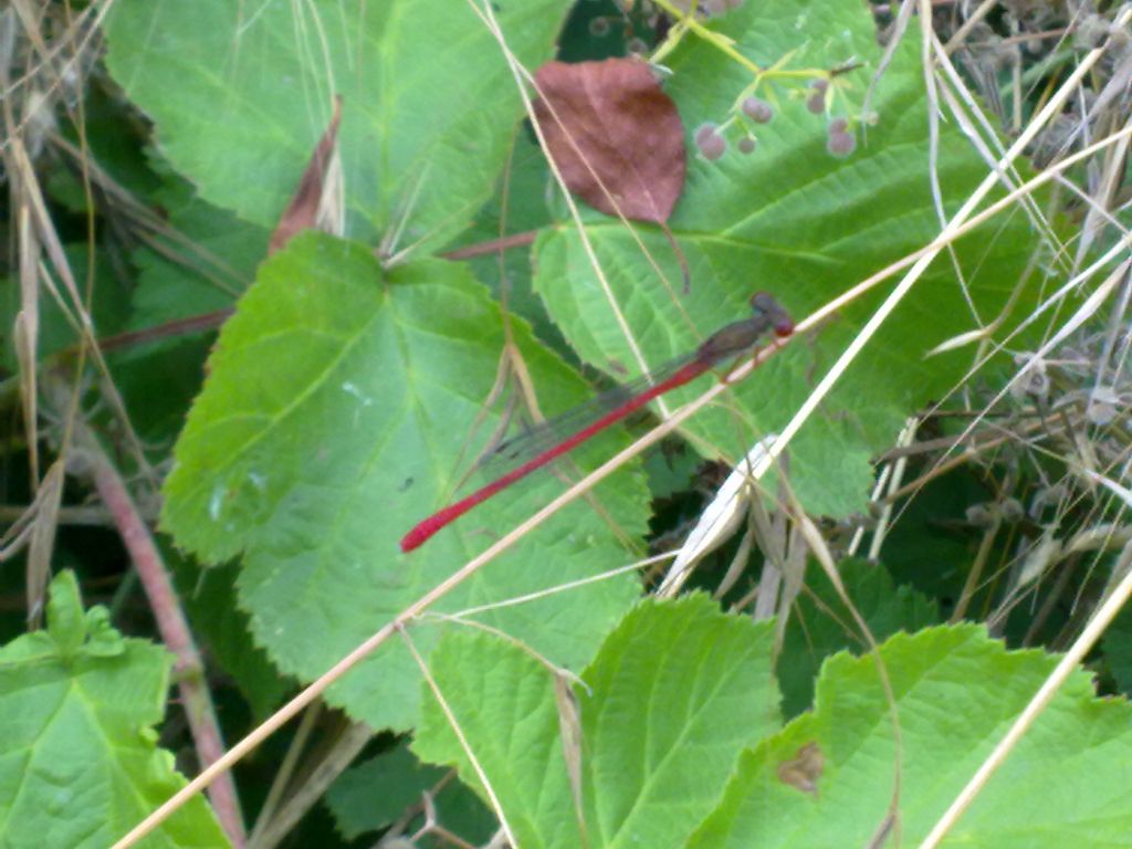 Libelule a San Albano Stura (CN) con richieste di ID