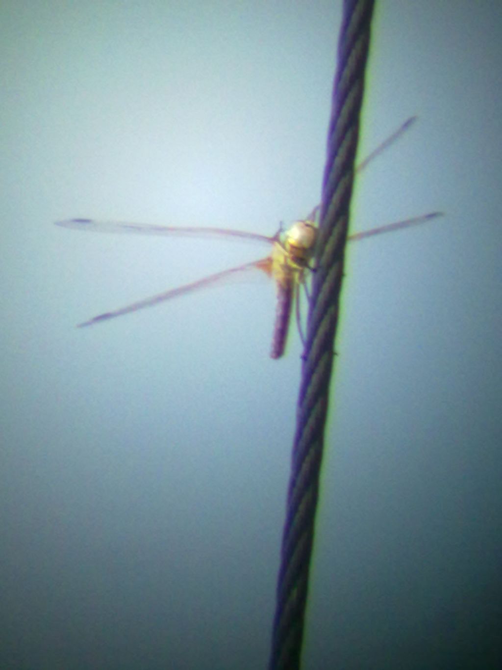 libellula di casa mia