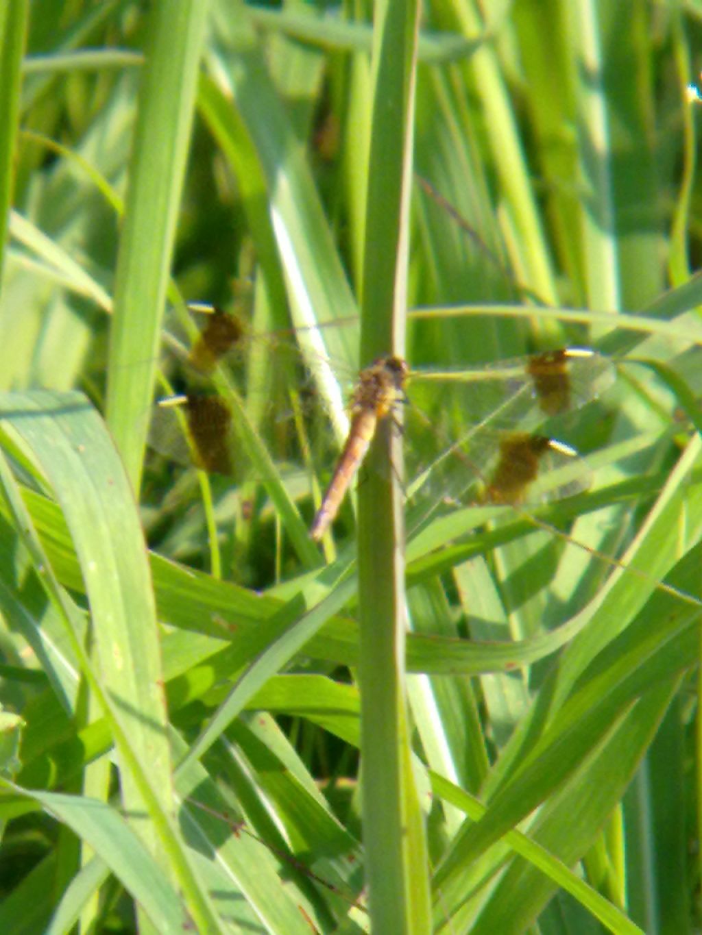 Sympetrum pedemontanum!!!