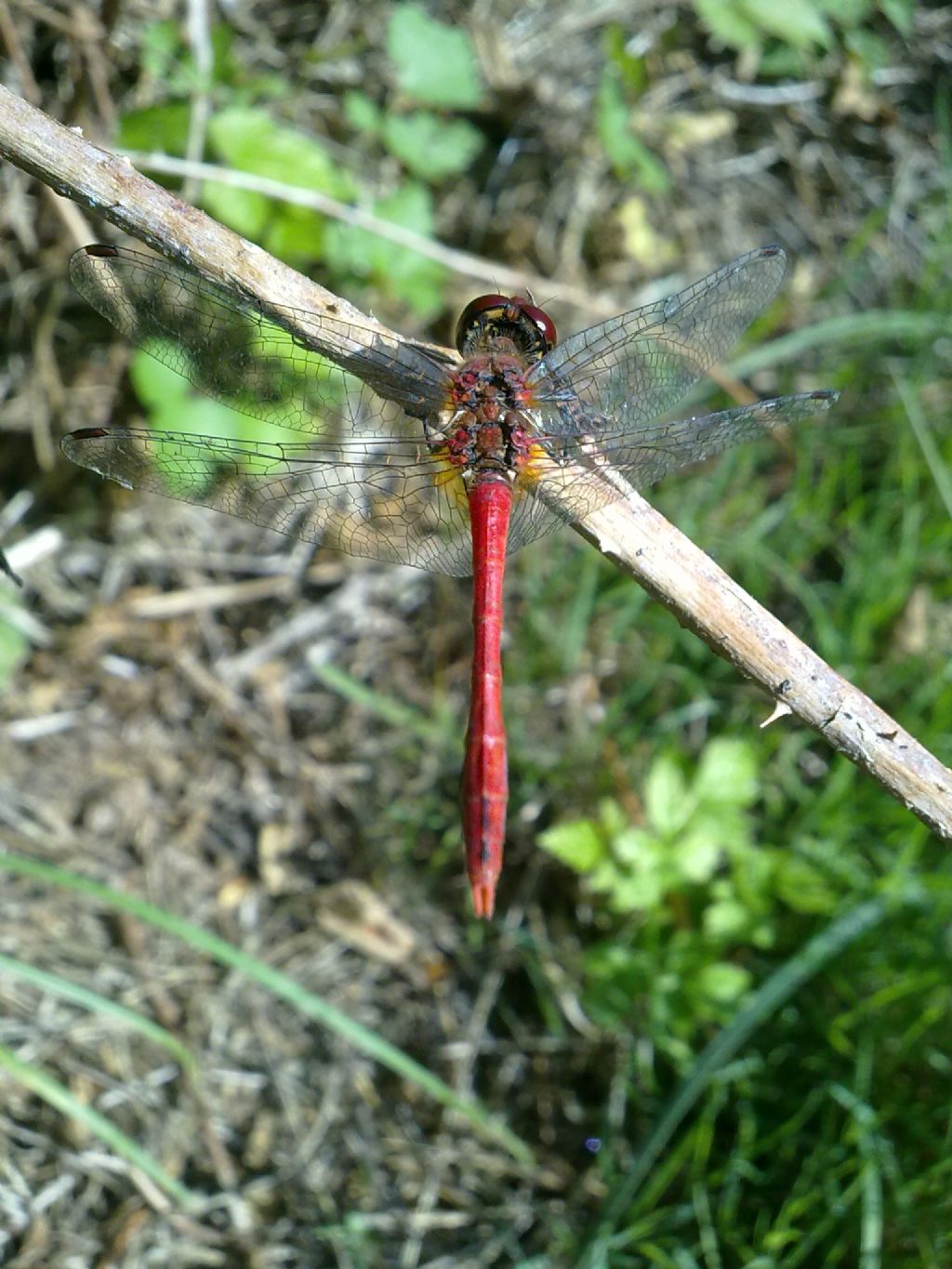 stavolta direi S.sanguineum!!