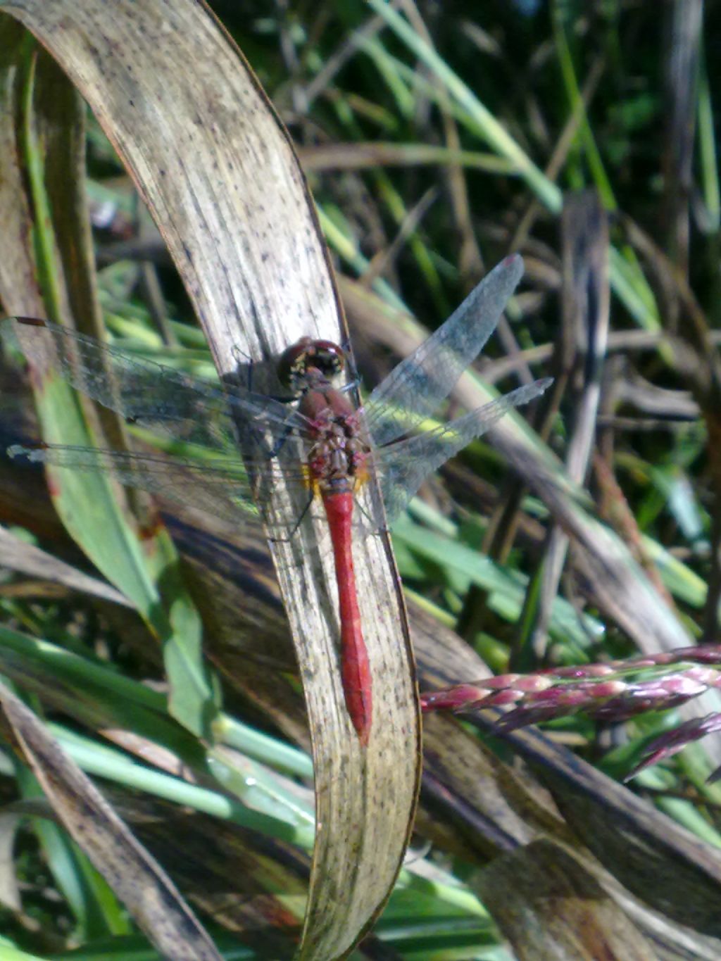 stavolta direi S.sanguineum!!