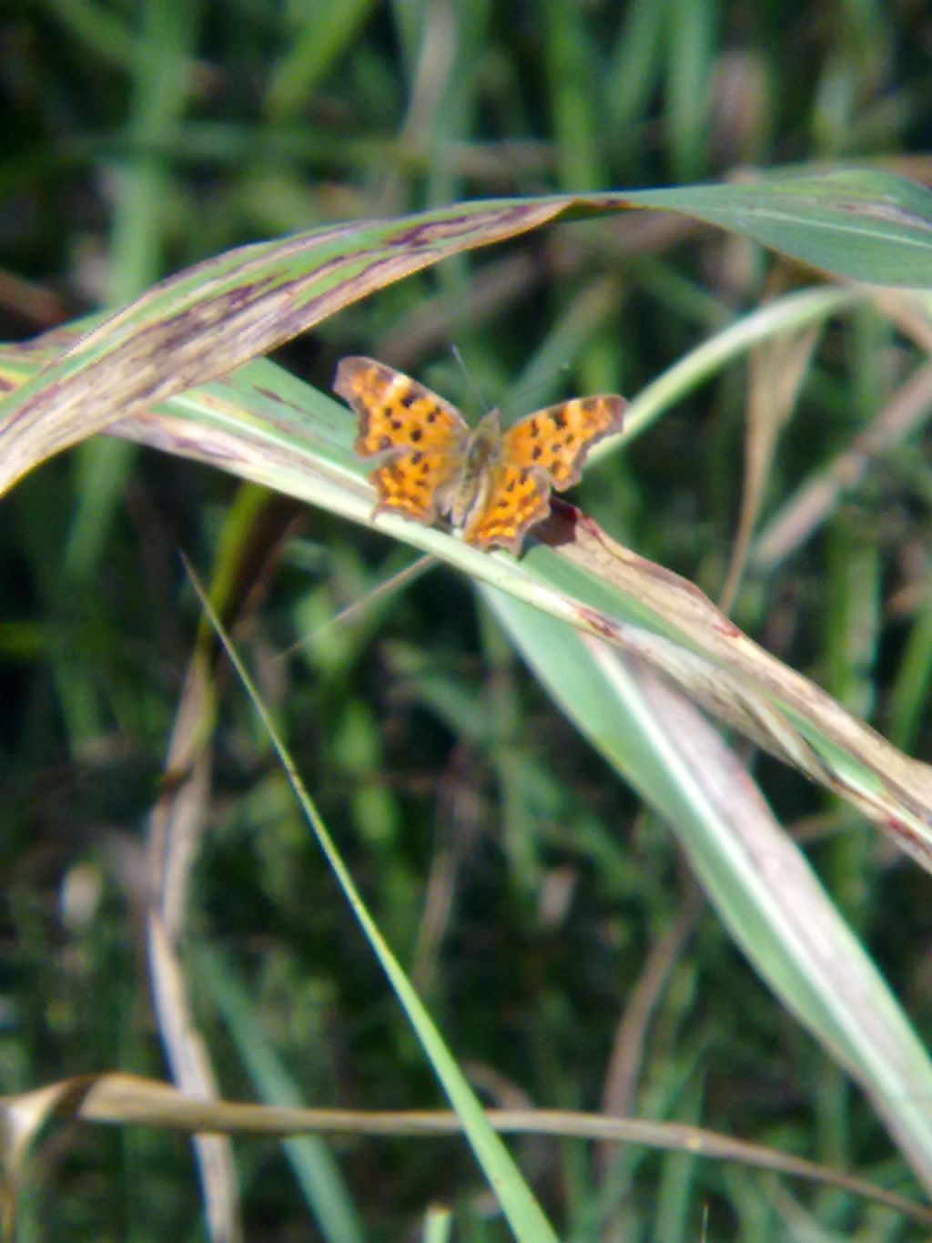 Farfalle carmagnolesi (con richiesta di ID)