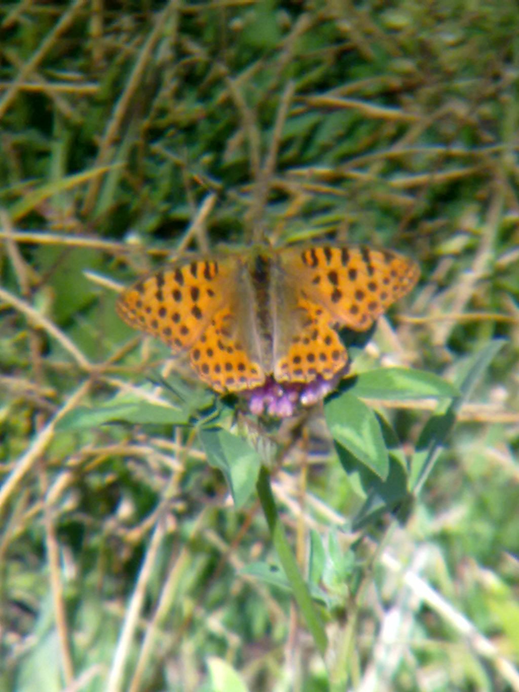 Farfalle carmagnolesi (con richiesta di ID)